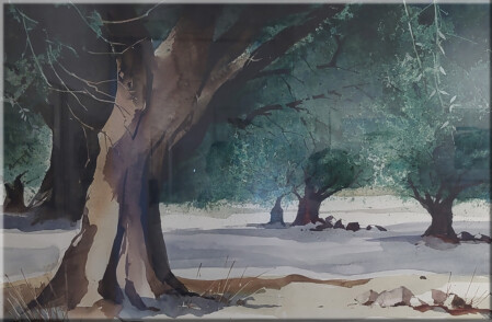 Olivenhain in der Mani, Griechenland