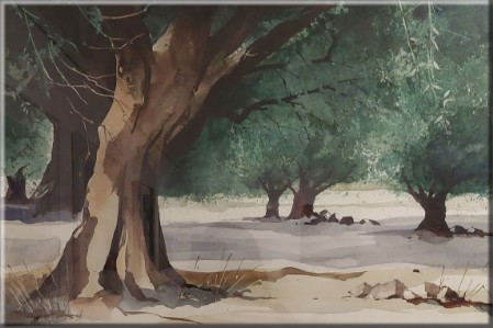 Olivenhain in der Mari