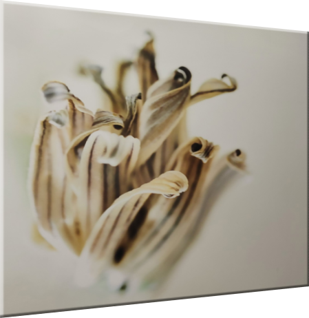 zu den Arbeiten von Paul Jansco